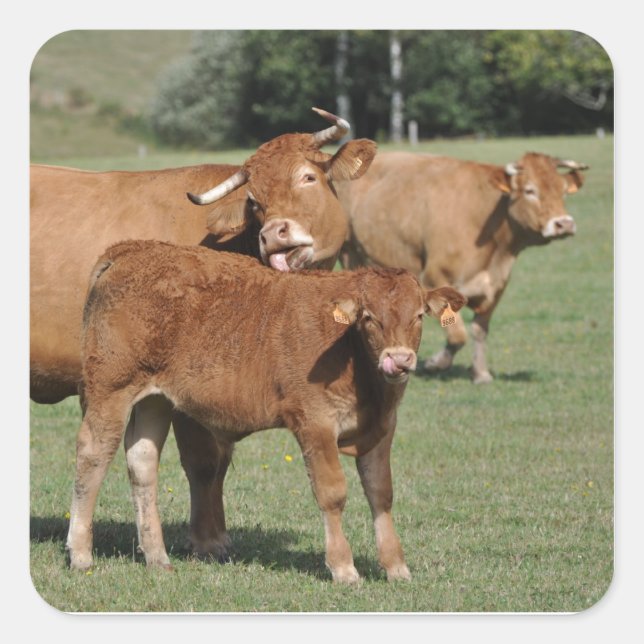 Brown cow washing her calf square sticker (Front)