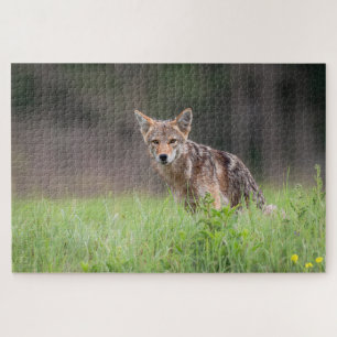 Brown Coyote, Canadian Wildlife Photography Jigsaw Puzzle