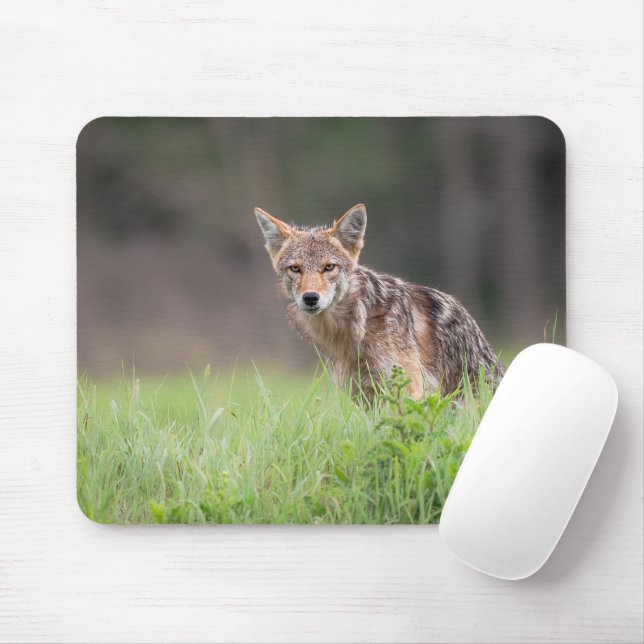 Brown Coyote, Canadian Wildlife Photography Mouse Pad (With Mouse)
