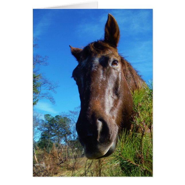 Brown & Cream Coloured Horse blue sky (Front)