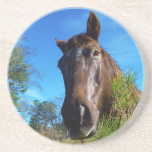 Brown & Cream Coloured Horse blue sky Coaster
