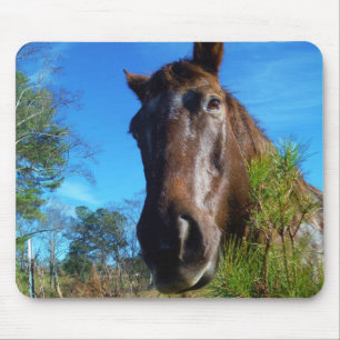 Brown & Cream Coloured Horse blue sky Mouse Pad