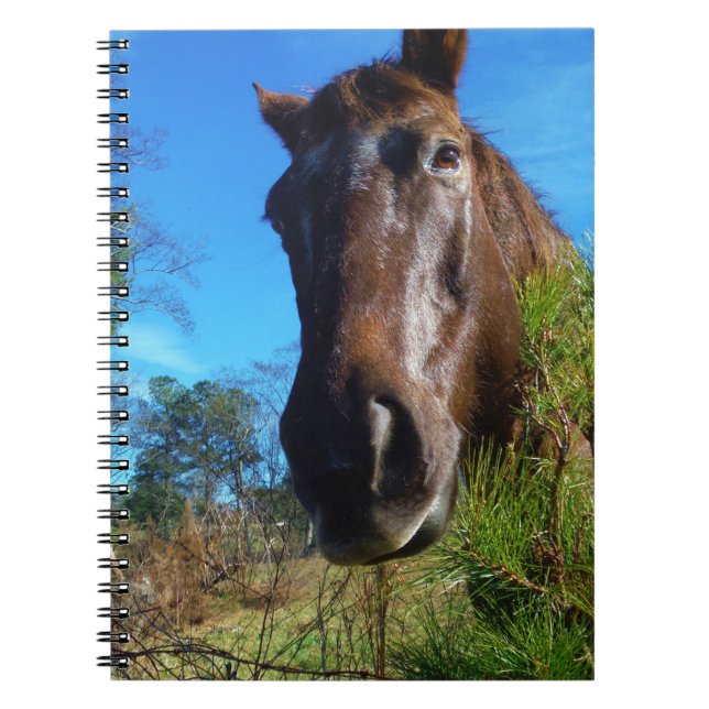 Brown & Cream Coloured Horse blue sky Notebook (Front)
