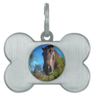 Brown & Cream Coloured Horse blue sky Pet Tag