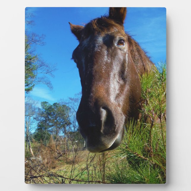Brown & Cream Coloured Horse blue sky Plaque (Front)