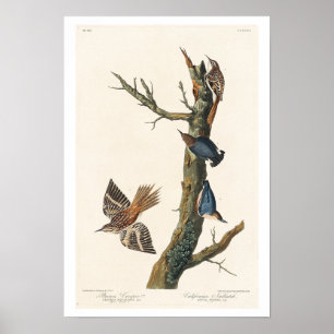 Brown Creeper and Californian Nuthatch by Audubon Poster