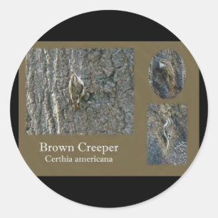 Brown Creeper Songbird Coordinating Items Classic Round Sticker