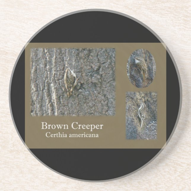 Brown Creeper Songbird Coordinating Items Coaster (Front)