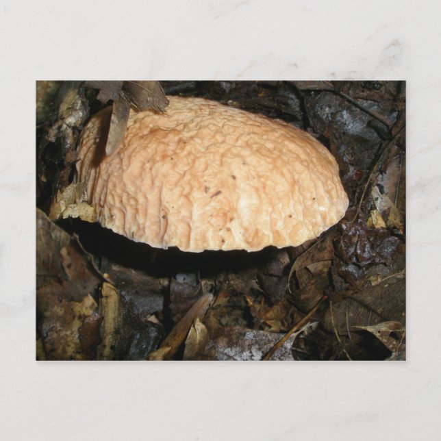 Brown Crepe Mushroom Postcard (Front)