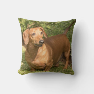 Brown Dachshund - Doxie Cushion