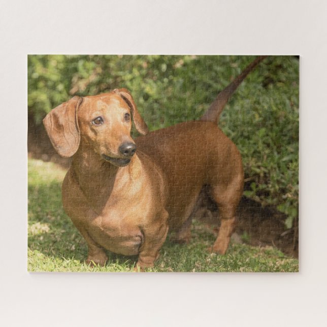 Brown Dachshund Jigsaw Puzzle (Horizontal)