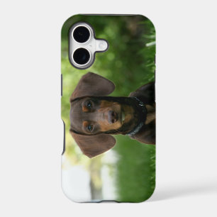 Brown Dachshund Puppy