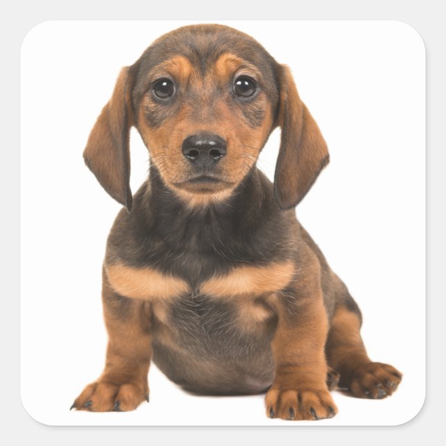 Brown Dachshund Puppy Dog Love Heart Square Sticker (Front)