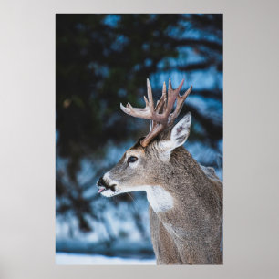 BROWN DEER IN TILT SHIFT LENS POSTER