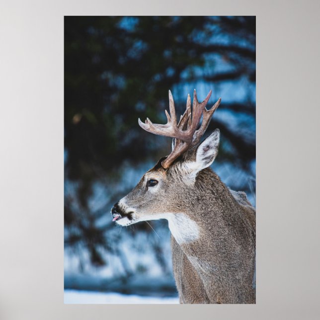 BROWN DEER IN TILT SHIFT LENS POSTER (Front)