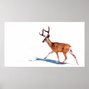 BROWN DEER ON WHITE BACKGROUND POSTER