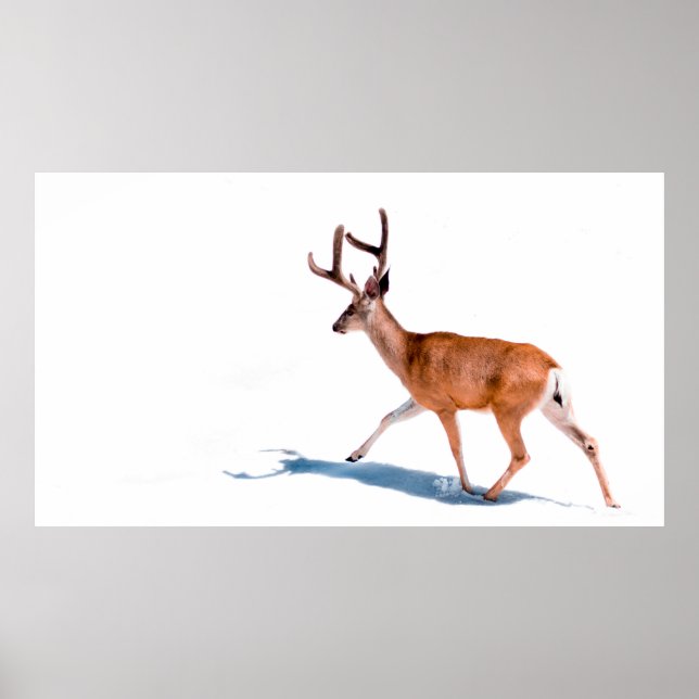 BROWN DEER ON WHITE BACKGROUND POSTER (Front)