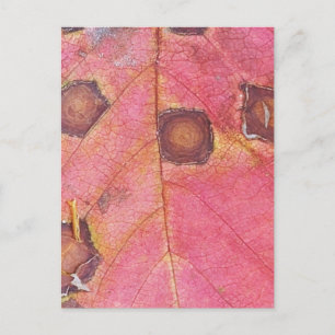 Brown Dotted Red Fall Leaf Postcard