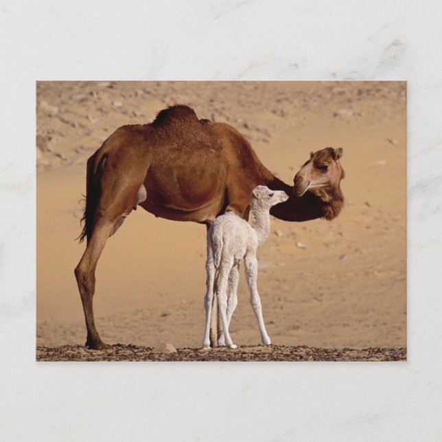 Brown Dromedary Mother Camel and White Calf Postcard (Front)