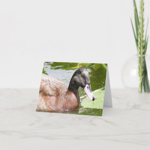 Brown Duck Photo Folded Note Card