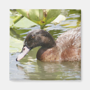 Brown Duck Photo Square Magnet
