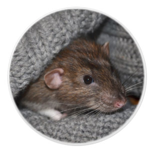 Brown Dumbo Rat Dresser Knob