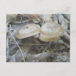 Brown Duo Mushrooms Postcard