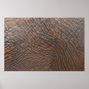 Brown elephant in close up photography poster