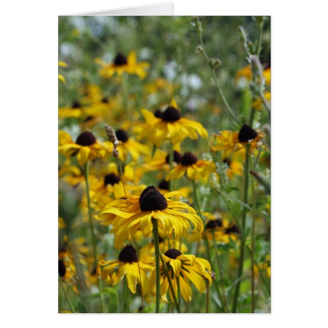 Brown Eyed Susan Card (Front)