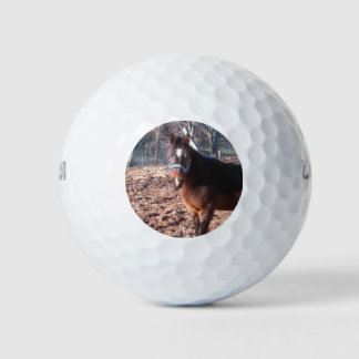 Brown Farm Horse Raleigh County Golf Balls