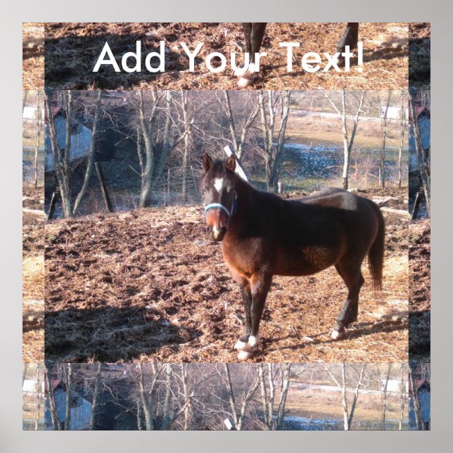 Brown Farm Horse Raleigh County Poster (Front)