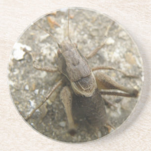 Brown Field Cricket Coasters