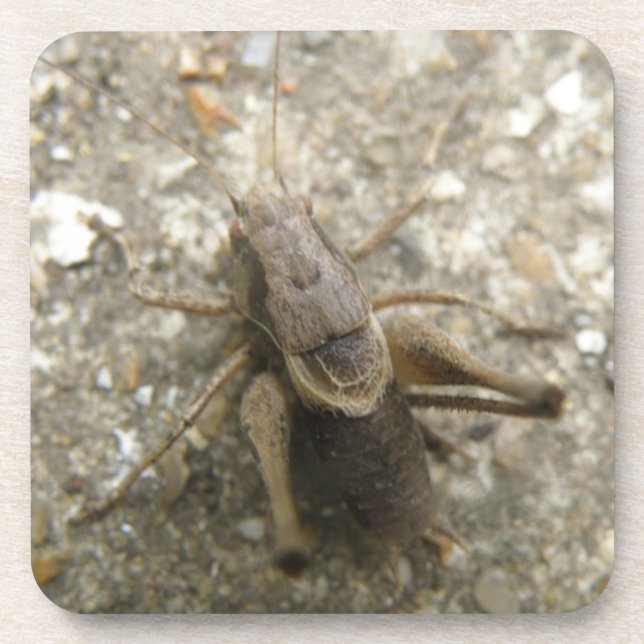 Brown Field Cricket Cork Coaster (Front)