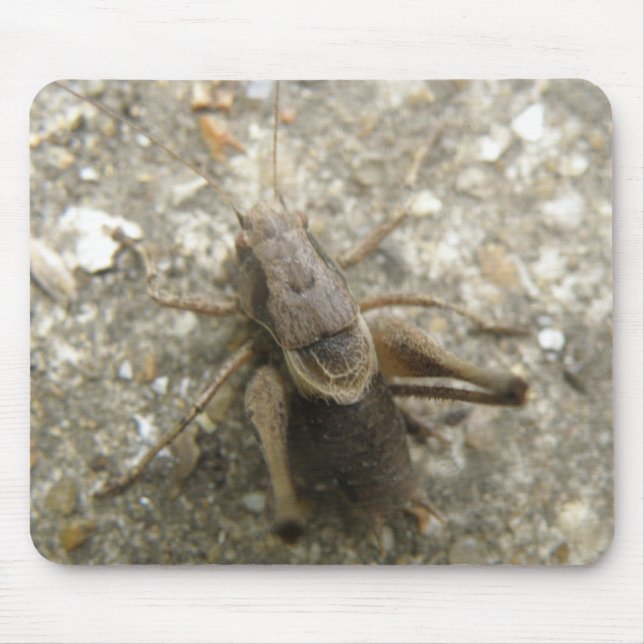 Brown Field Cricket Mousepad (Front)