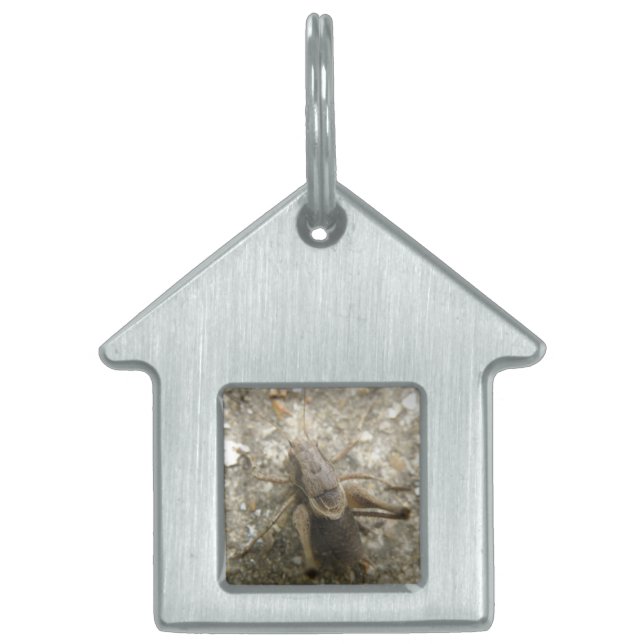 Brown Field Cricket Pet Tag (Front)