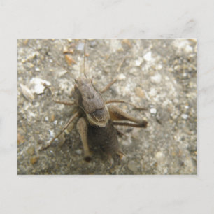 Brown Field Cricket Postcard