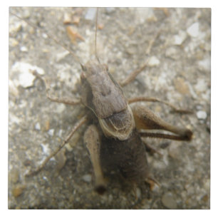 Brown Field Cricket Tile