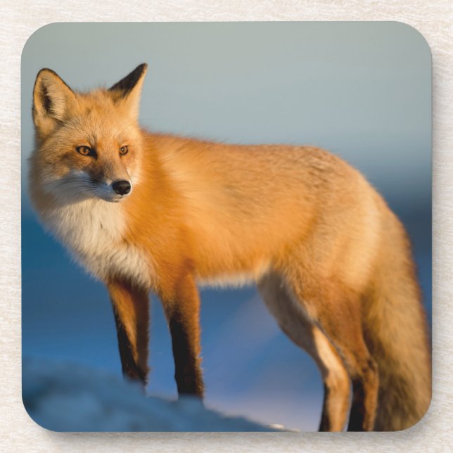 Brown Fox Beverage Coaster (Front)