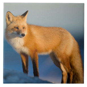 Brown Fox Ceramic Tile