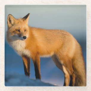 Brown Fox Glass Coaster