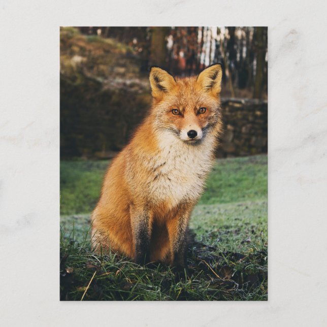 Brown Fox Photo Postcard (Front)