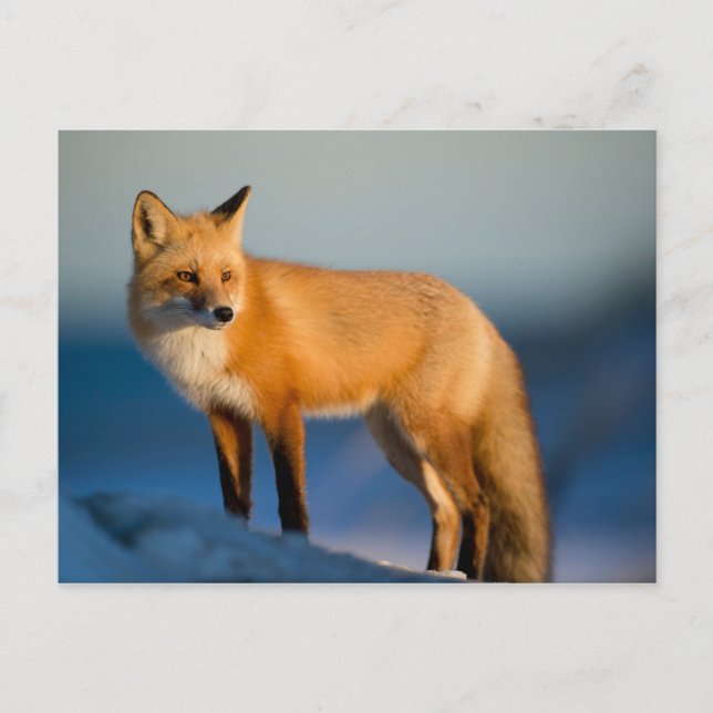 Brown Fox Postcard (Front)