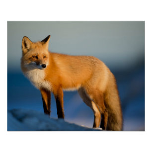 Brown Fox Poster