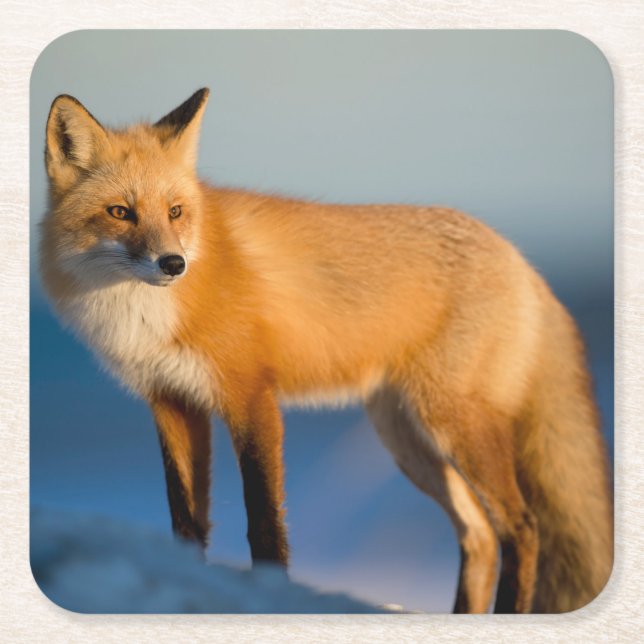 Brown Fox Square Paper Coaster (Front)