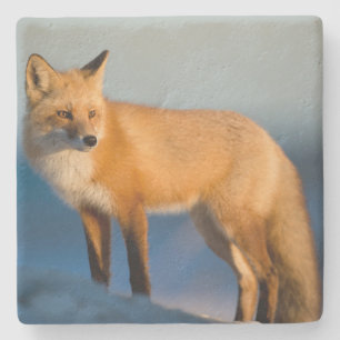 Brown Fox Stone Coaster