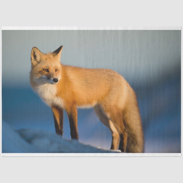 Brown Fox Tissue Paper (Front)