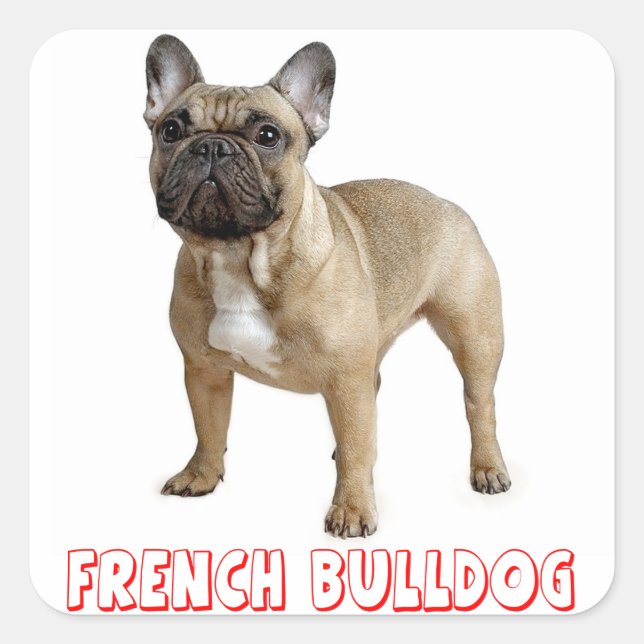 Brown French Bulldog Puppy Dog Red Square Sticker (Front)