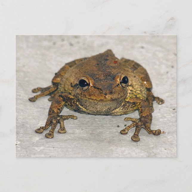 Brown Frog Photo Postcard (Front)