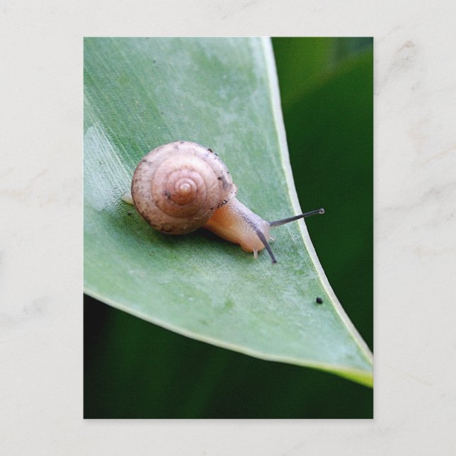 Brown Garden Snail Postcard (Front)