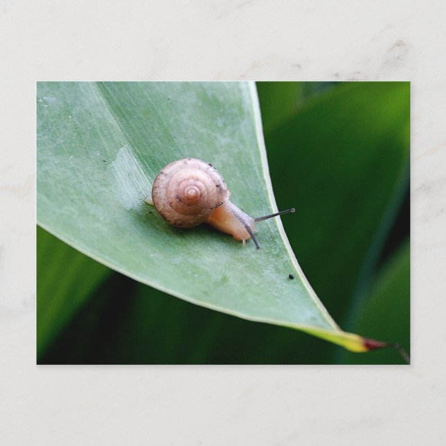 Brown Garden Snail Postcard (Front)